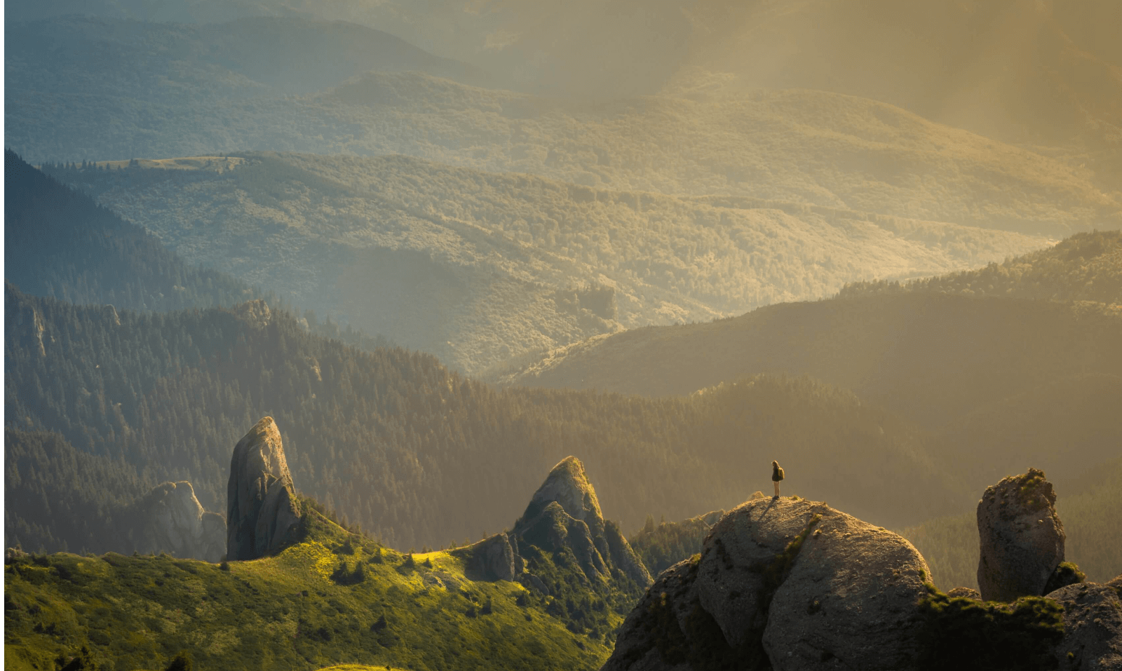 the cat network petsmart