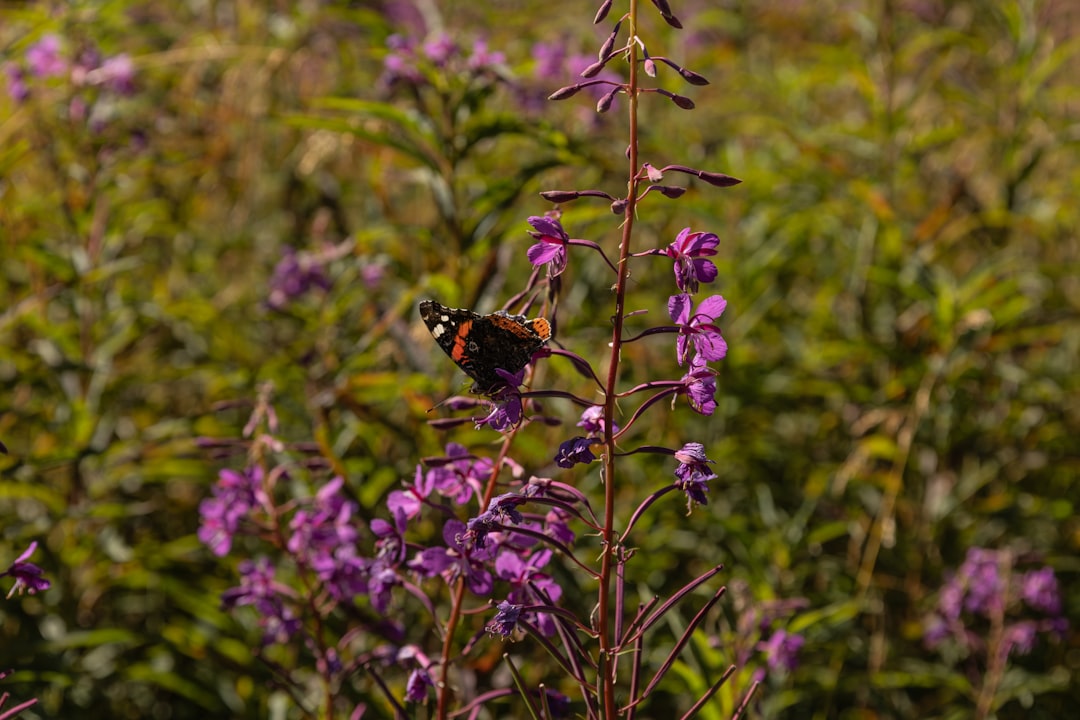 Butterfly lands on a purple flower.