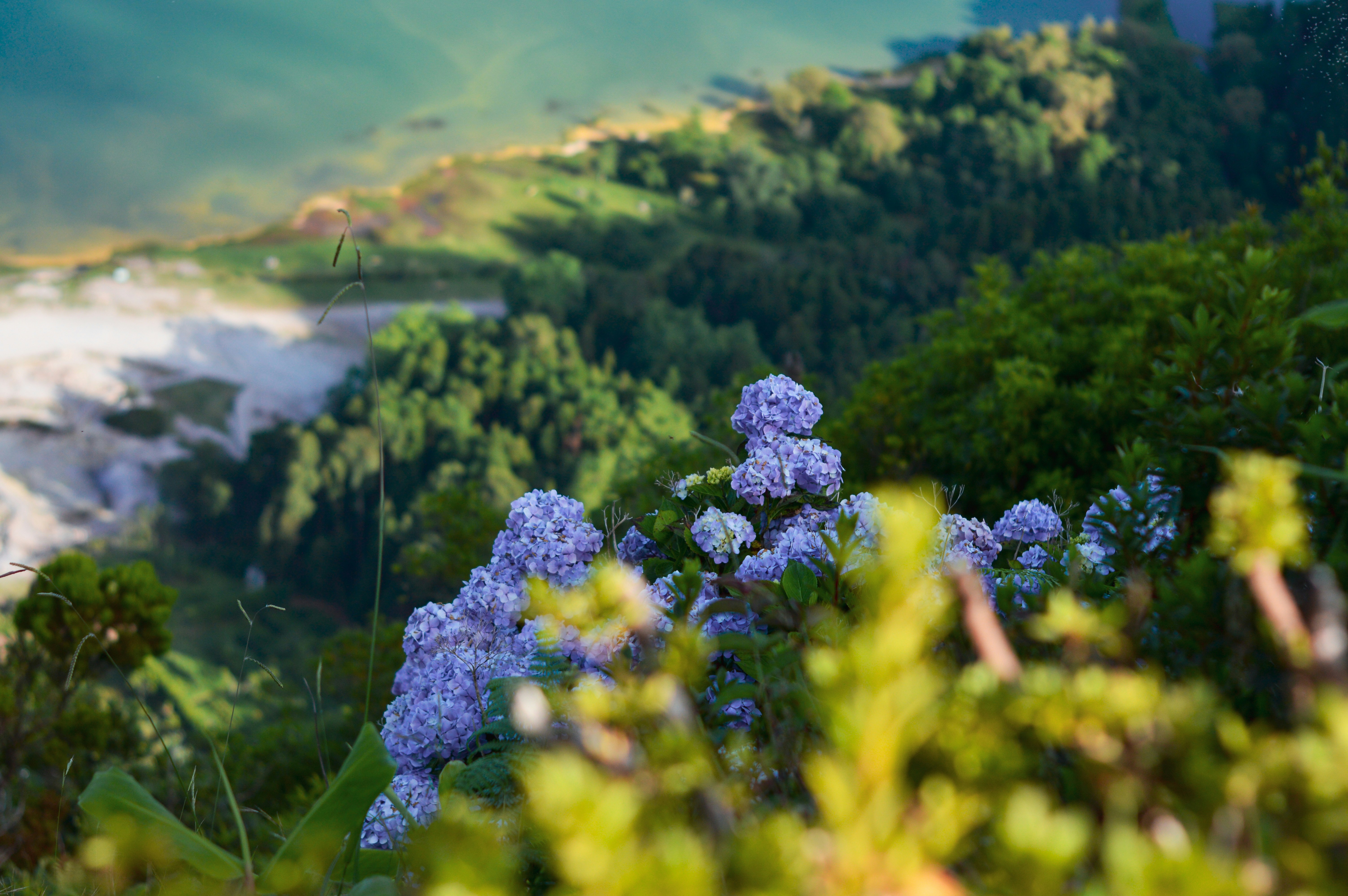 Biodiversity, Flower, Forest