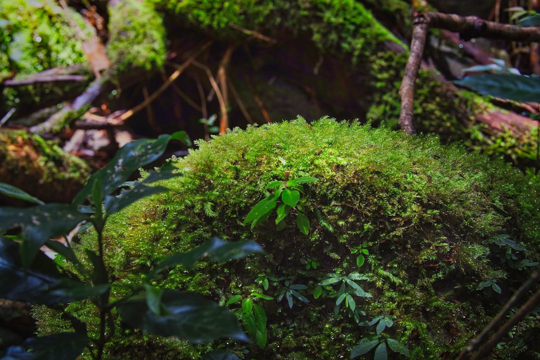 Lush green moss covering rocks and tree roots in forest