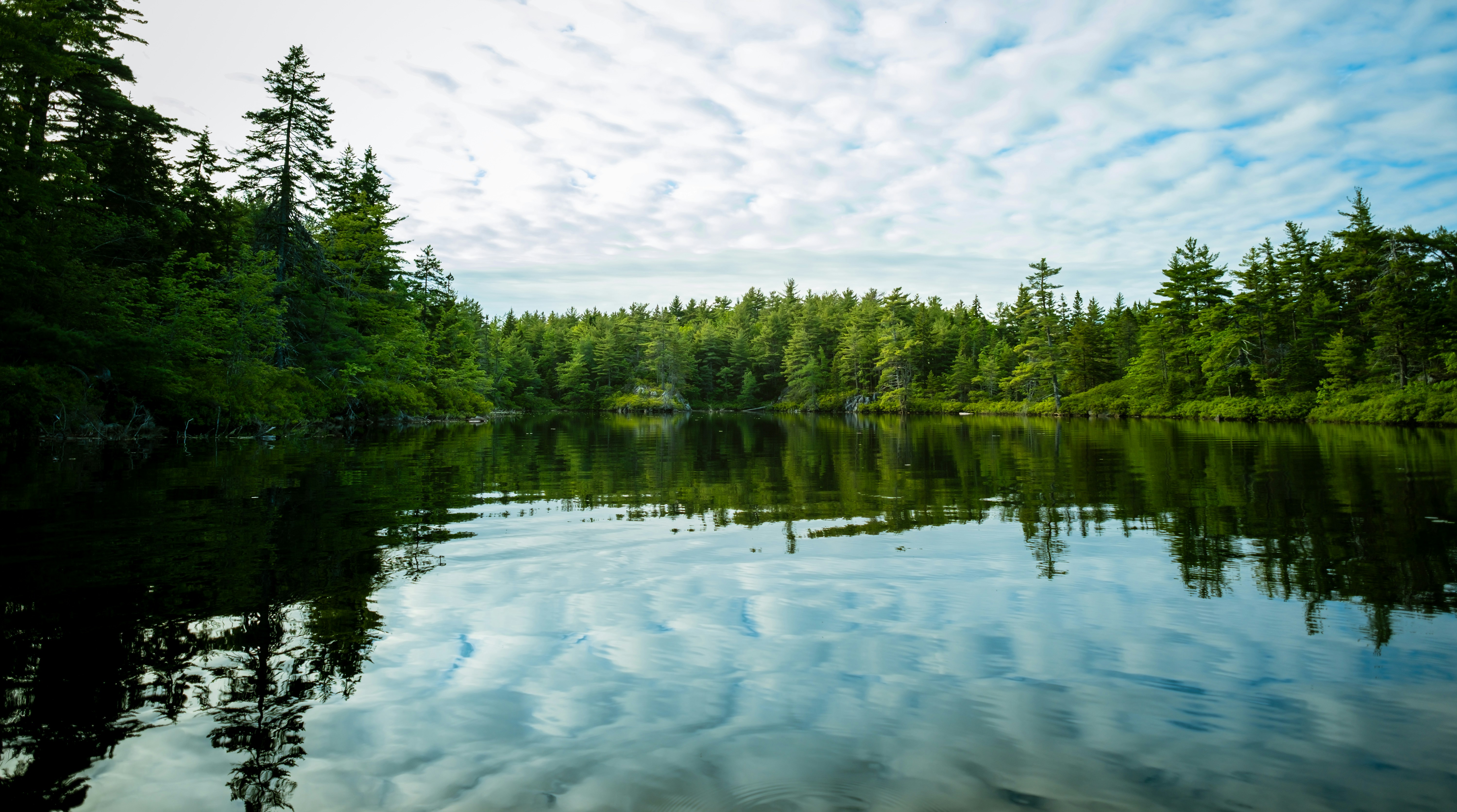 Freshwater lake ecosystem