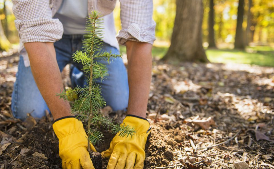 We're Planting Trees to Offset Carbon and Fight Climate Change